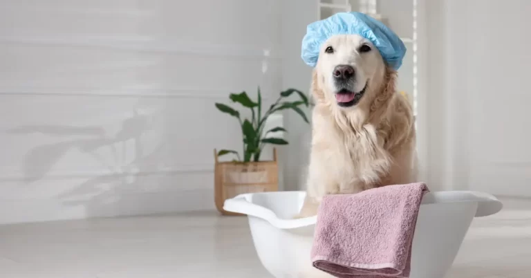 Cachorro tomando banho em casa com touca de banho, representando a prevenção de pulgas e carrapatos no cachorro.